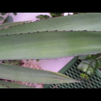 Agave ensifera Jacobi (fam Agavacees) (Mexique) (3)